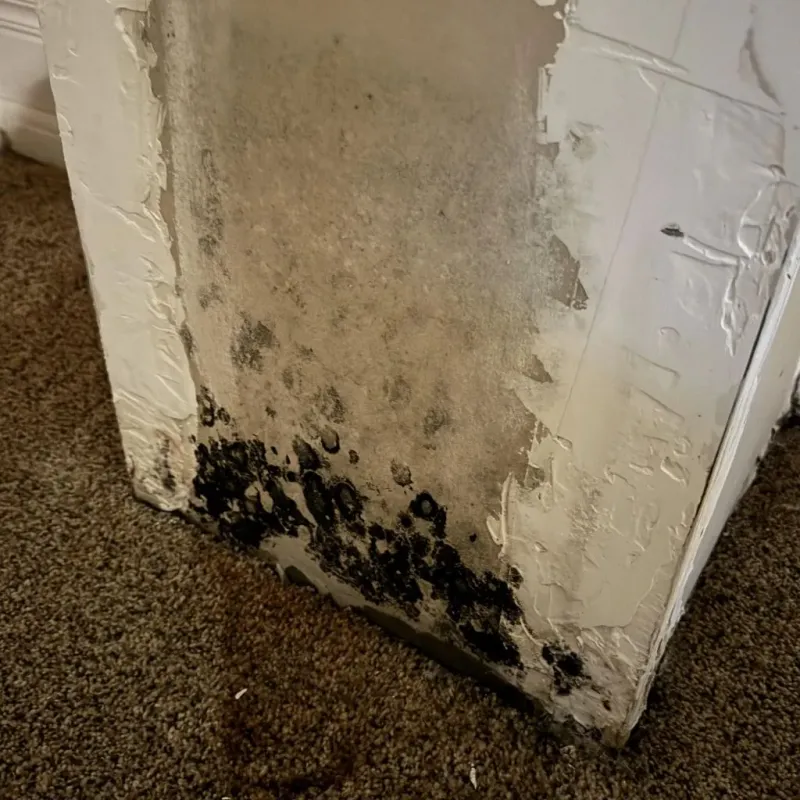 Professional Mold Removal in Person County, NC